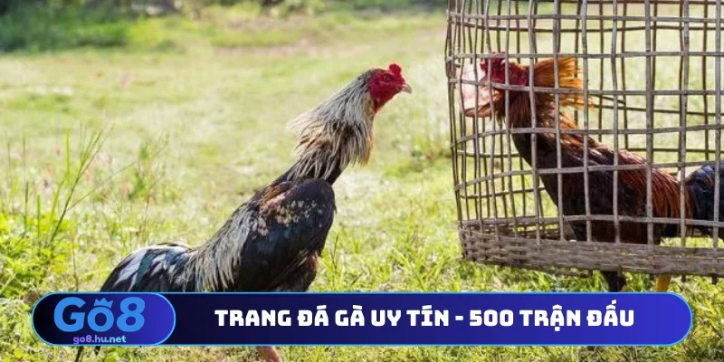 Trang đá gà uy tín